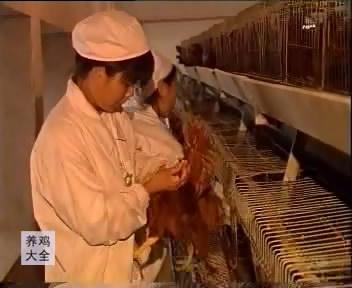 鸡+蝇蛆+发酵床循环养殖技术——鸡的免疫接种