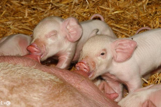 发酵蝇蛆代替部分做全价喂猪饲料的方法